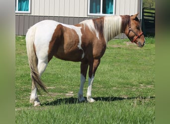 Paint Horse, Caballo castrado, 6 años, 152 cm, Pío