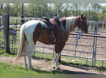 Paint Horse, Caballo castrado, 6 años, 152 cm, Pío