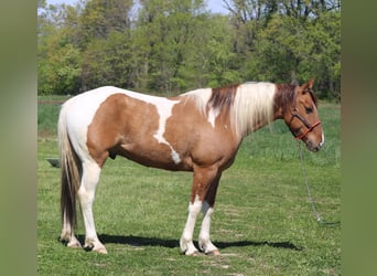 Paint Horse, Caballo castrado, 6 años, 152 cm, Pío