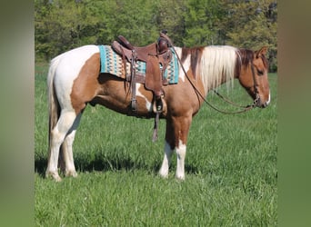 Paint Horse, Caballo castrado, 6 años, 152 cm, Pío