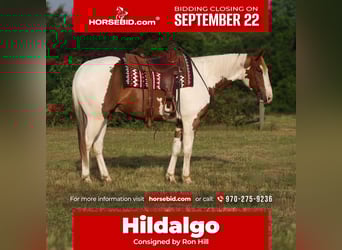 Paint Horse, Caballo castrado, 6 años, 152 cm, Pío