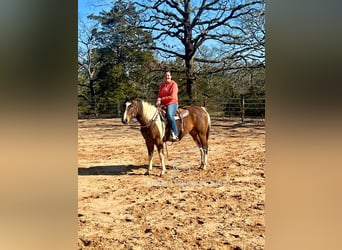 Paint Horse, Caballo castrado, 6 años, 152 cm, Tobiano-todas las-capas