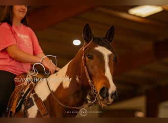 Paint Horse, Caballo castrado, 6 años, 152 cm, Tobiano-todas las-capas