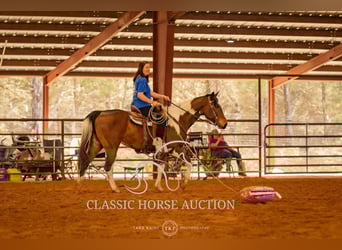 Paint Horse, Caballo castrado, 6 años, 152 cm, Tobiano-todas las-capas