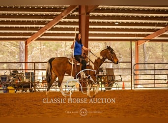 Paint Horse, Caballo castrado, 6 años, 152 cm, Tobiano-todas las-capas