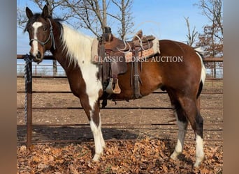 Paint Horse, Caballo castrado, 6 años, 152 cm, Tobiano-todas las-capas