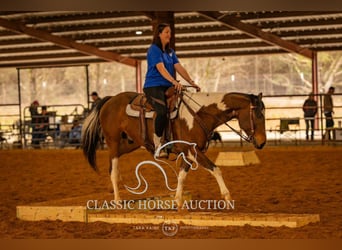 Paint Horse, Caballo castrado, 6 años, 152 cm, Tobiano-todas las-capas