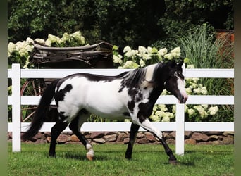 Paint Horse Mestizo, Caballo castrado, 6 años, 153 cm, Overo-todas las-capas