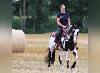 Paint Horse Mestizo, Caballo castrado, 6 años, 153 cm, Overo-todas las-capas