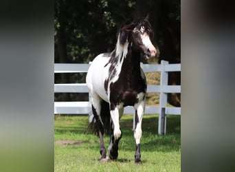 Paint Horse Mestizo, Caballo castrado, 6 años, 153 cm, Overo-todas las-capas