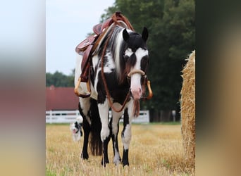 Paint Horse Mestizo, Caballo castrado, 6 años, 153 cm, Overo-todas las-capas