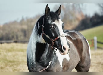 Paint Horse, Caballo castrado, 6 años, 154 cm