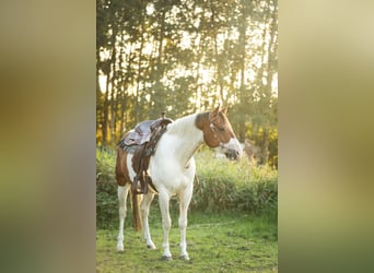 Paint Horse, Caballo castrado, 6 años, 154 cm, Pío