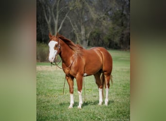 Paint Horse, Caballo castrado, 6 años, 155 cm, Alazán rojizo