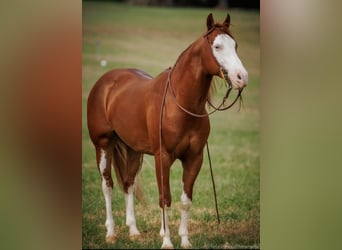 Paint Horse, Caballo castrado, 6 años, 155 cm, Alazán rojizo