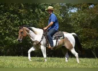 Paint Horse, Caballo castrado, 6 años, 155 cm, Bayo