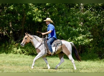 Paint Horse, Caballo castrado, 6 años, 155 cm, Bayo