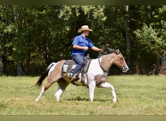 Paint Horse, Caballo castrado, 6 años, 155 cm, Bayo