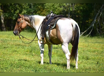 Paint Horse, Caballo castrado, 6 años, 155 cm, Bayo