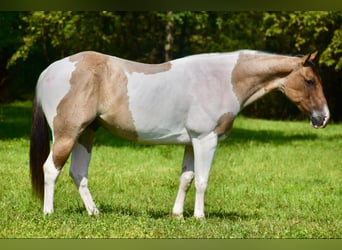 Paint Horse, Caballo castrado, 6 años, 155 cm, Bayo