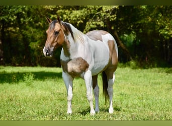 Paint Horse, Caballo castrado, 6 años, 155 cm, Bayo