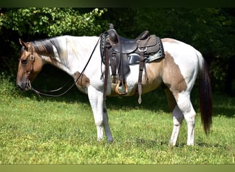 Paint Horse, Caballo castrado, 6 años, 155 cm, Bayo