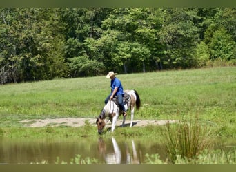 Paint Horse, Caballo castrado, 6 años, 155 cm, Bayo