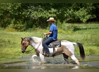 Paint Horse, Caballo castrado, 6 años, 155 cm, Bayo