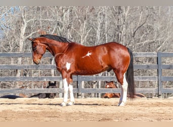 Paint Horse Mestizo, Caballo castrado, 6 años, 155 cm