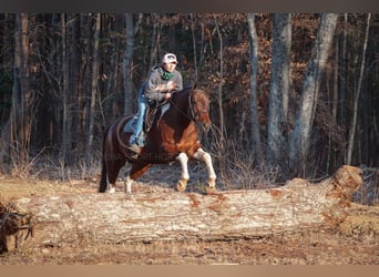 Paint Horse Mestizo, Caballo castrado, 6 años, 155 cm