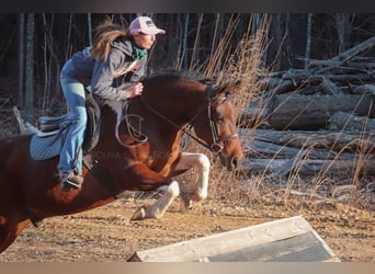 Paint Horse Mestizo, Caballo castrado, 6 años, 155 cm