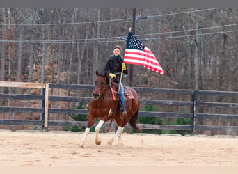 Paint Horse Mestizo, Caballo castrado, 6 años, 155 cm