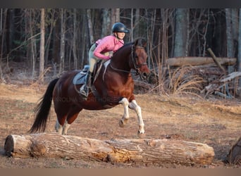 Paint Horse Mestizo, Caballo castrado, 6 años, 155 cm