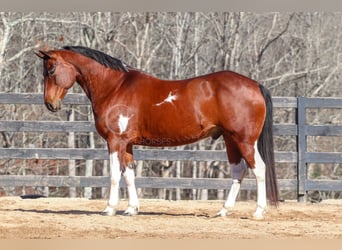 Paint Horse Mestizo, Caballo castrado, 6 años, 155 cm