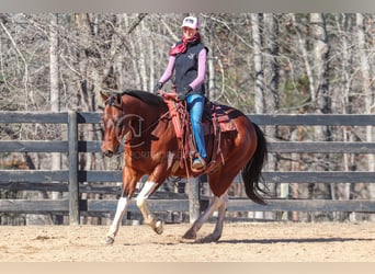 Paint Horse Mestizo, Caballo castrado, 6 años, 155 cm