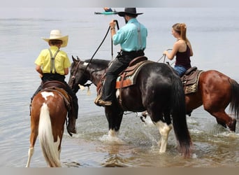 Paint Horse, Caballo castrado, 6 años, 155 cm, Negro