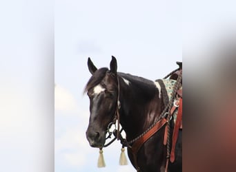 Paint Horse, Caballo castrado, 6 años, 155 cm, Negro