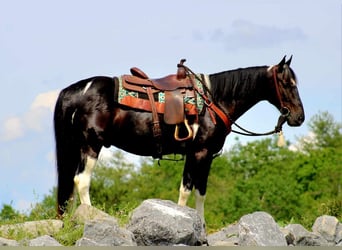 Paint Horse, Caballo castrado, 6 años, 155 cm, Negro