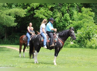 Paint Horse, Caballo castrado, 6 años, 155 cm, Negro