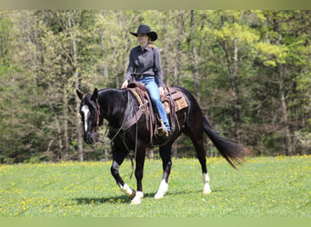 Paint Horse, Caballo castrado, 6 años, 155 cm, Negro