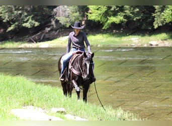 Paint Horse, Caballo castrado, 6 años, 155 cm, Negro