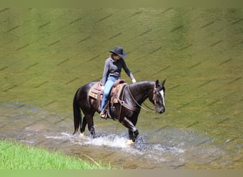 Paint Horse, Caballo castrado, 6 años, 155 cm, Negro