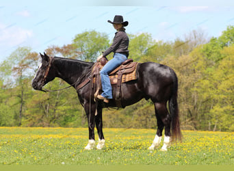 Paint Horse, Caballo castrado, 6 años, 155 cm, Negro