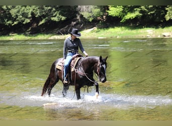 Paint Horse, Caballo castrado, 6 años, 155 cm, Negro