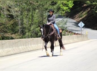 Paint Horse, Caballo castrado, 6 años, 155 cm, Negro