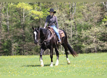 Paint Horse, Caballo castrado, 6 años, 155 cm, Negro