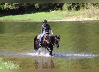 Paint Horse, Caballo castrado, 6 años, 155 cm, Negro