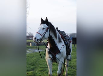 Paint Horse, Caballo castrado, 6 años, 155 cm, Overo-todas las-capas
