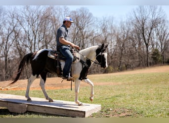 Paint Horse, Caballo castrado, 6 años, 155 cm, Tobiano-todas las-capas