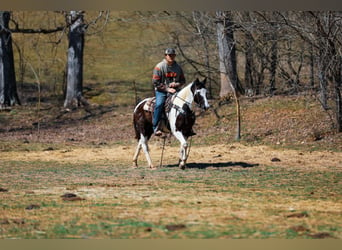 Paint Horse, Caballo castrado, 6 años, 155 cm, Tobiano-todas las-capas